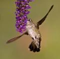 Alpine Hummingbirds-3124.jpg